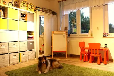 Dogoterapia Olga Tracz-Gwóźdź